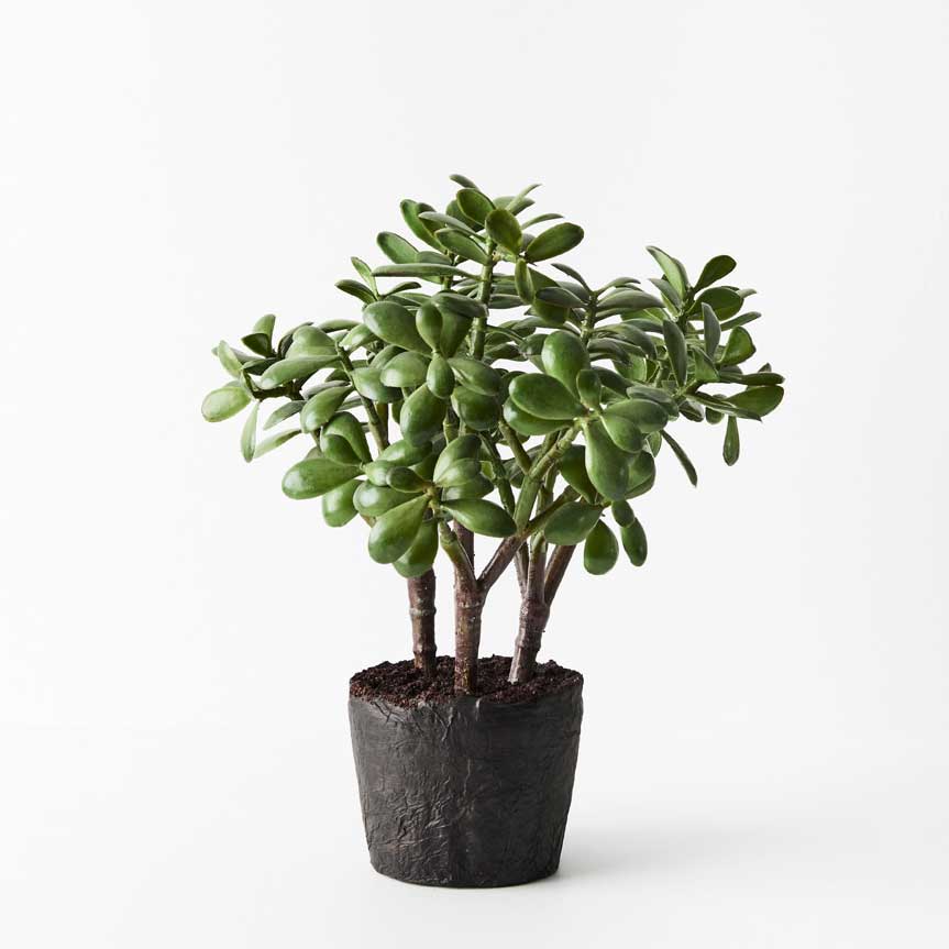 Artificial Jade Plant Realistic faux plant for your home or office Pepperwhites by Tara Dennis