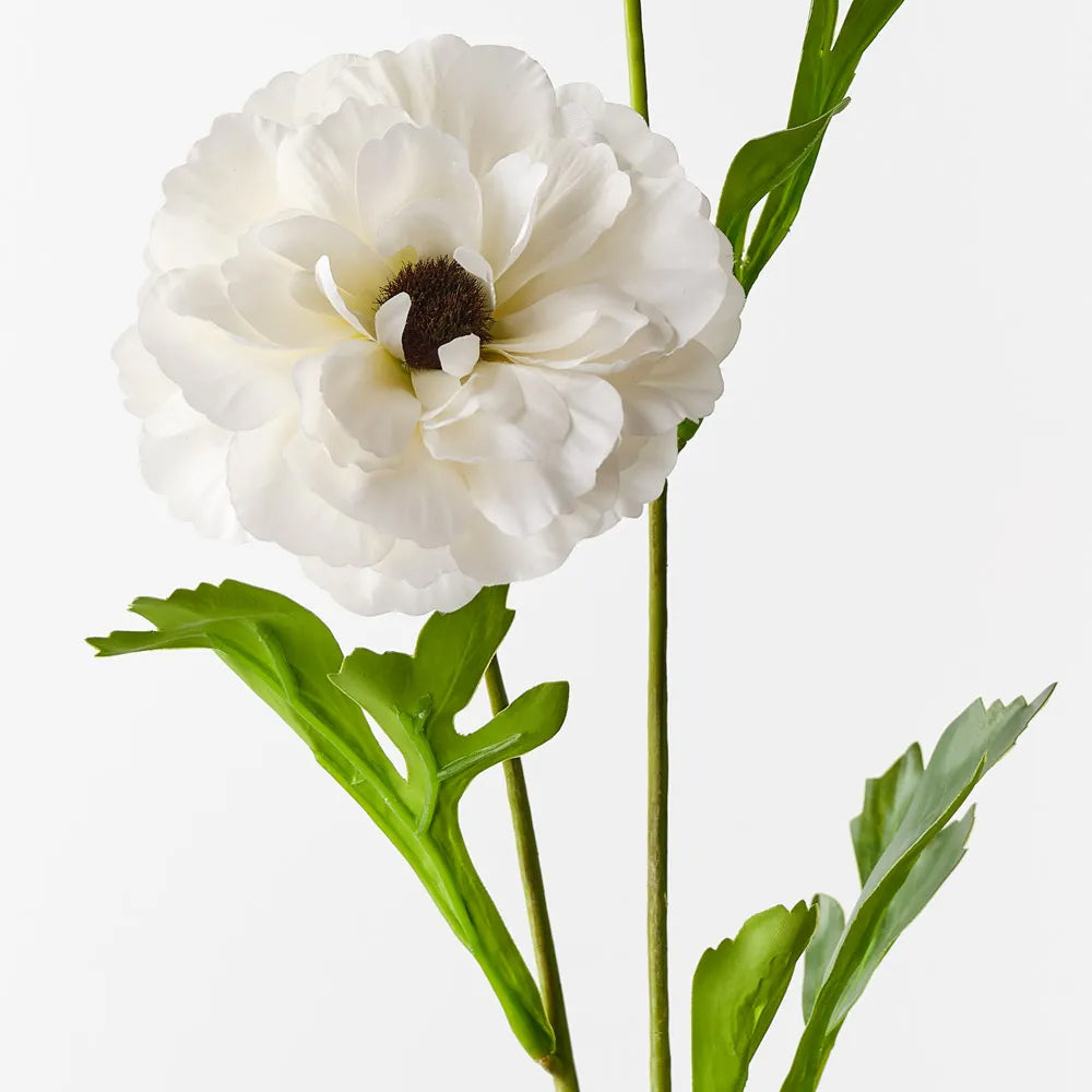 Ranunculus Spray White