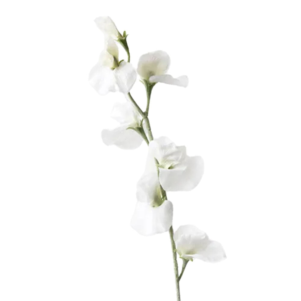 Sweet Pea Spray