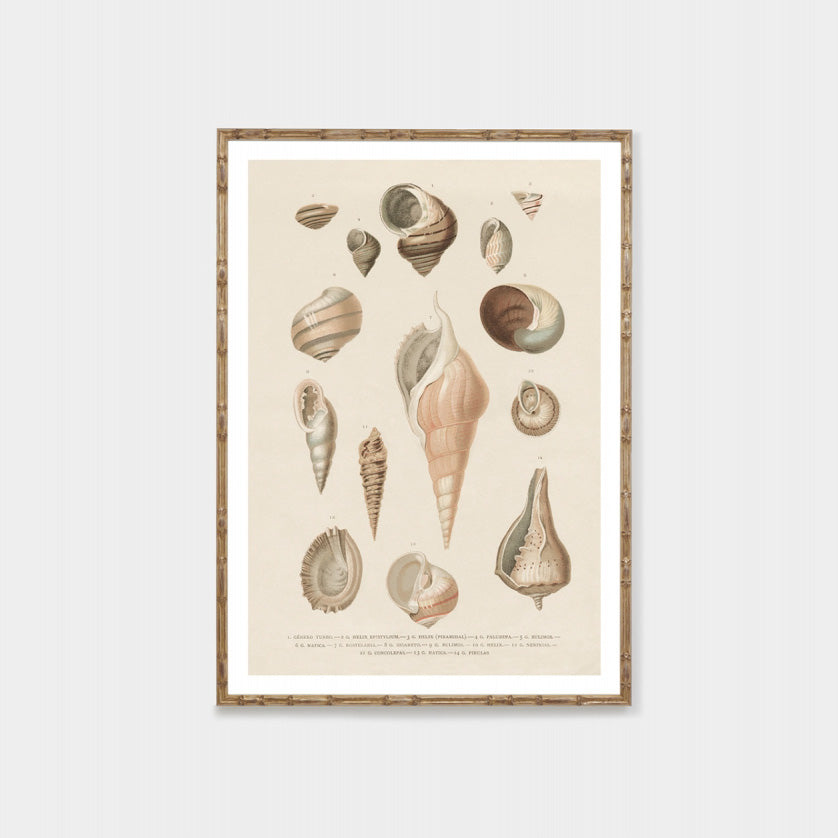 Shell collection botanical illustration wall art