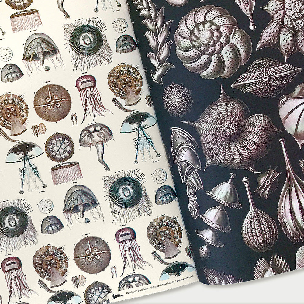 Creative Paper Book - Marine