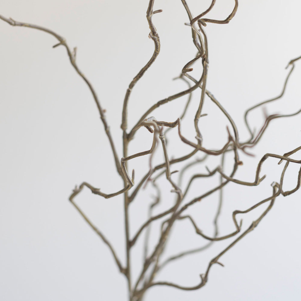 Curly Twig Willow Spray
