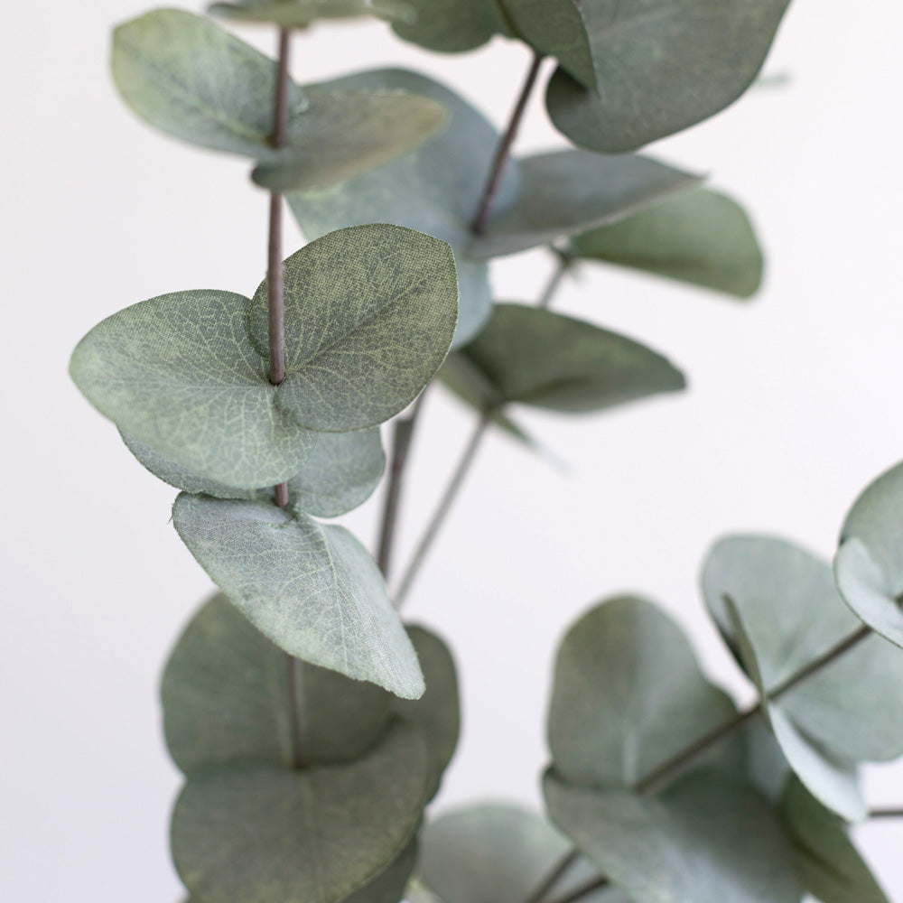 Eucalyptus Silver Dollar Forest Green