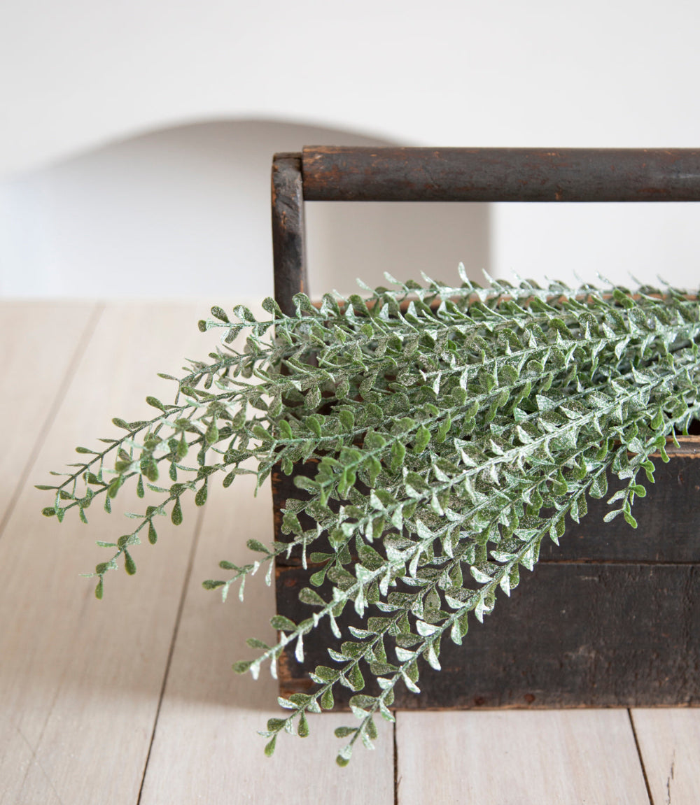 Pepperwhites by Tara Dennis