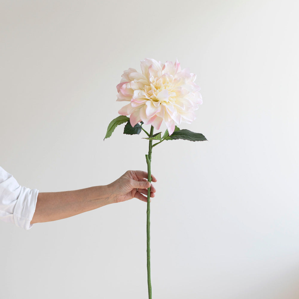 Ice Pink Dahlia Stem