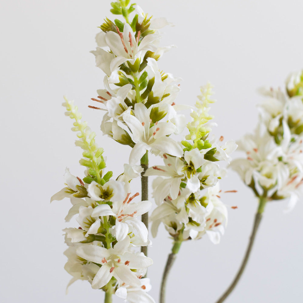 Nodding Sage Spray