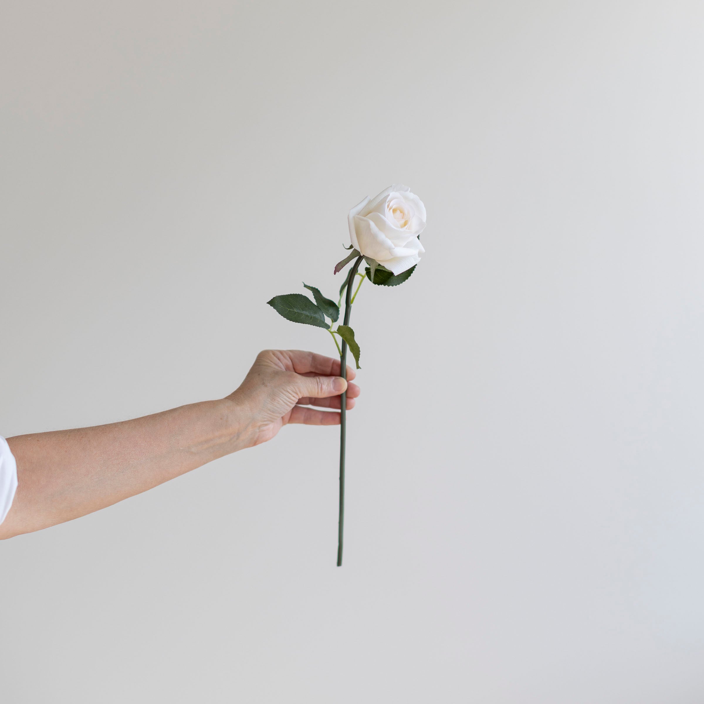 Rosebud Bouquet - 1 Dozen Ivory Roses