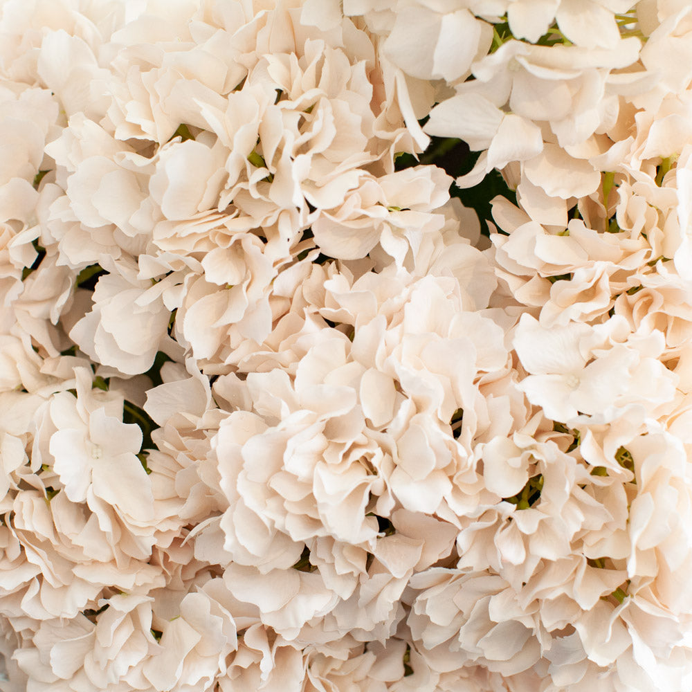 Soft Touch Hydrangea Peach