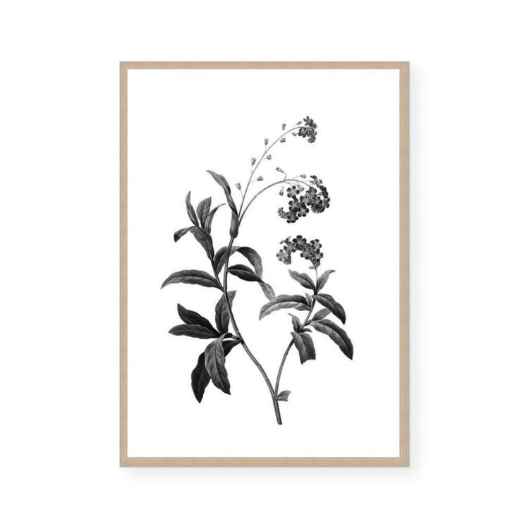 Herbarium II Framed Print