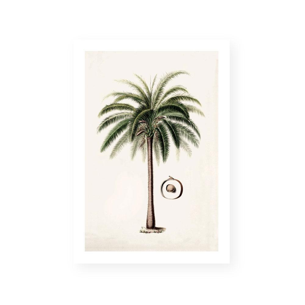 Botanic Antique Coconut Art Print