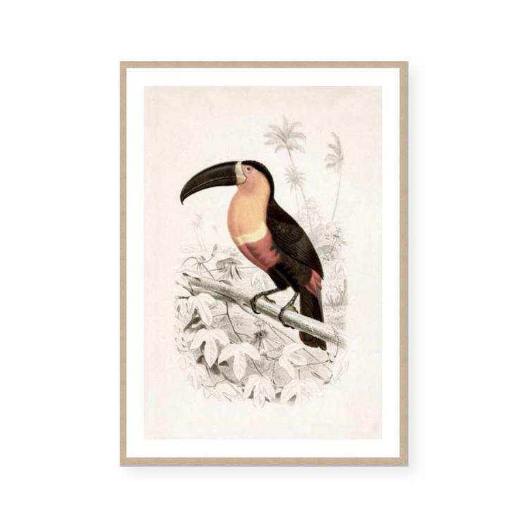 Botanic Antique Toucan