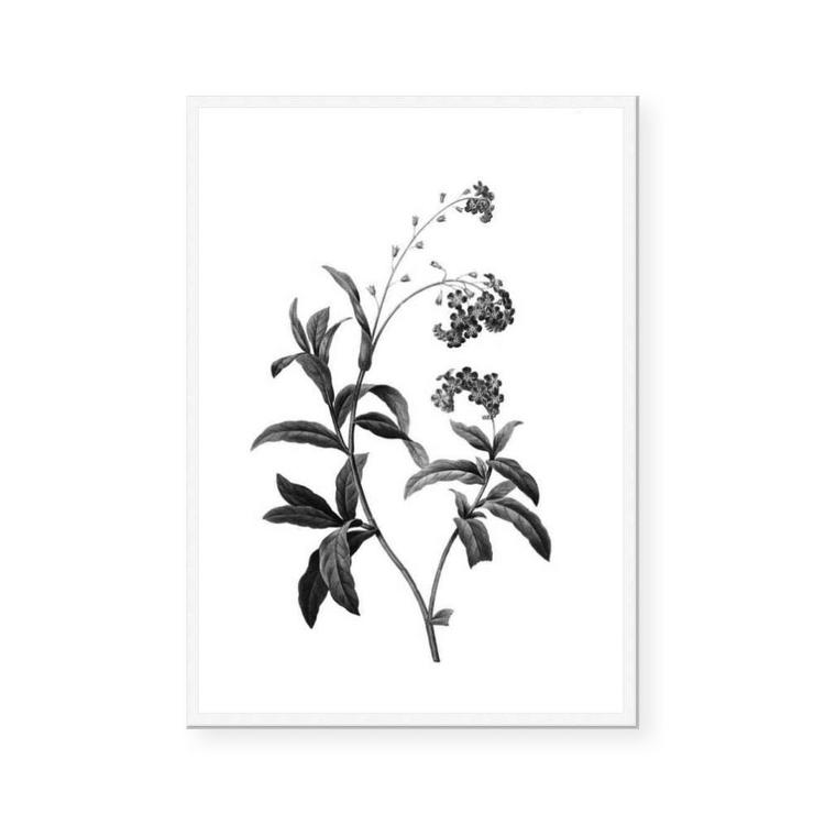 Herbarium II Framed Print